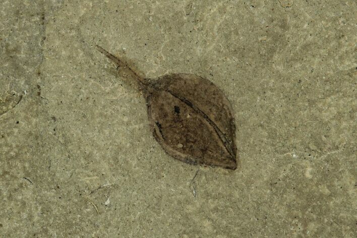 Valved Seed Pod Fossil - Green River Formation, Utah #215555